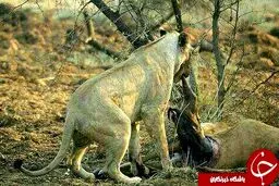 تصاویر شگفت انگیز از شیری که یک آهوی باردار را شکار کرد