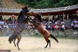 دوئل خونین اسب‌ها