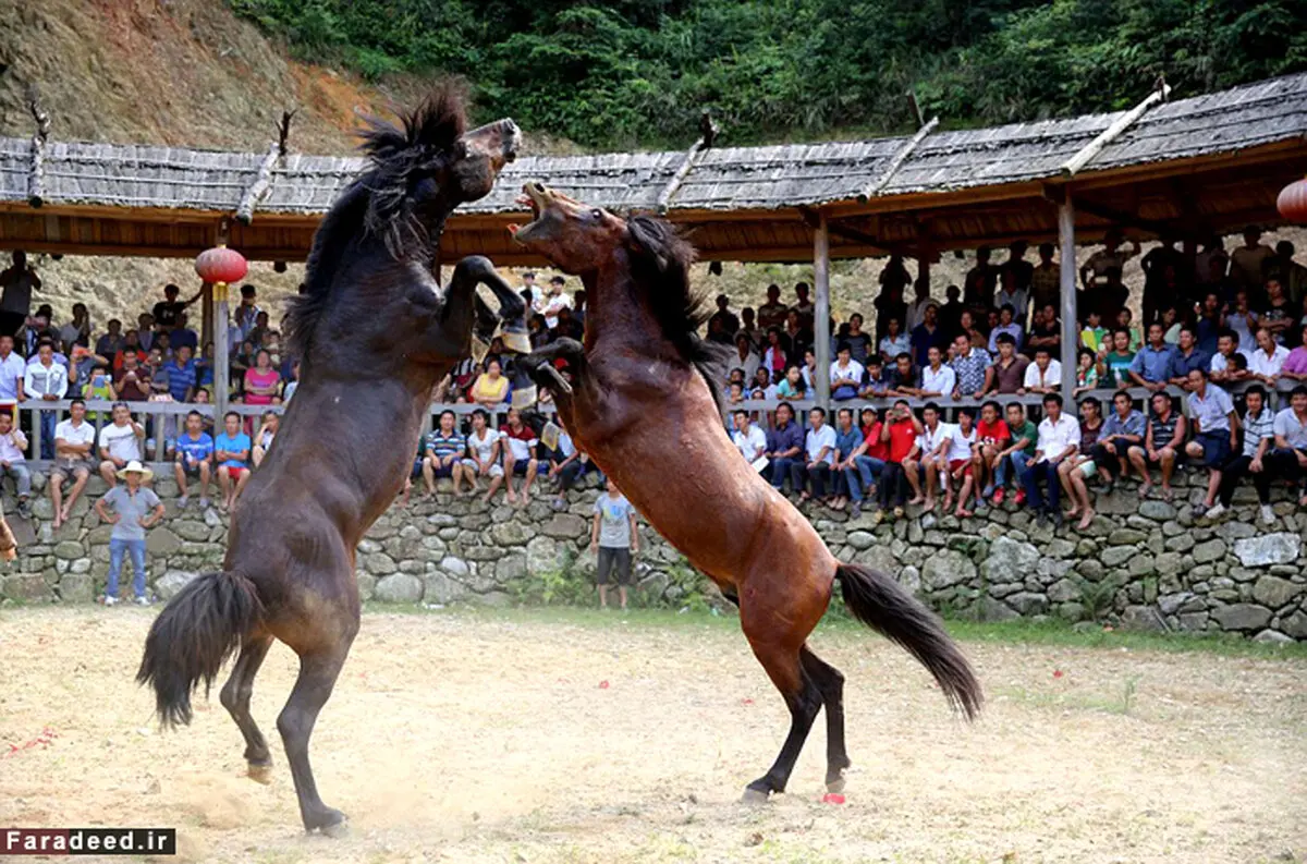 دوئل خونین اسب‌ها