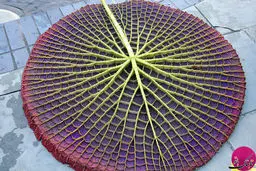 گیاهان در اشکال هندسی شگفت انگیز+ عکس