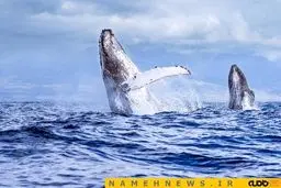 ثبت لحظه‌ای نادر از پرش هم زمان دو نهنگ+تصاویر