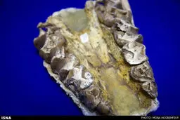 استرداد فسیل های ایرانی از آمریکا بعد از چهل سال/تصاویر