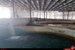 ماجرای مردی که با پرورش «فیل ماهی» درآمد میلیونی دارد+تصاویر