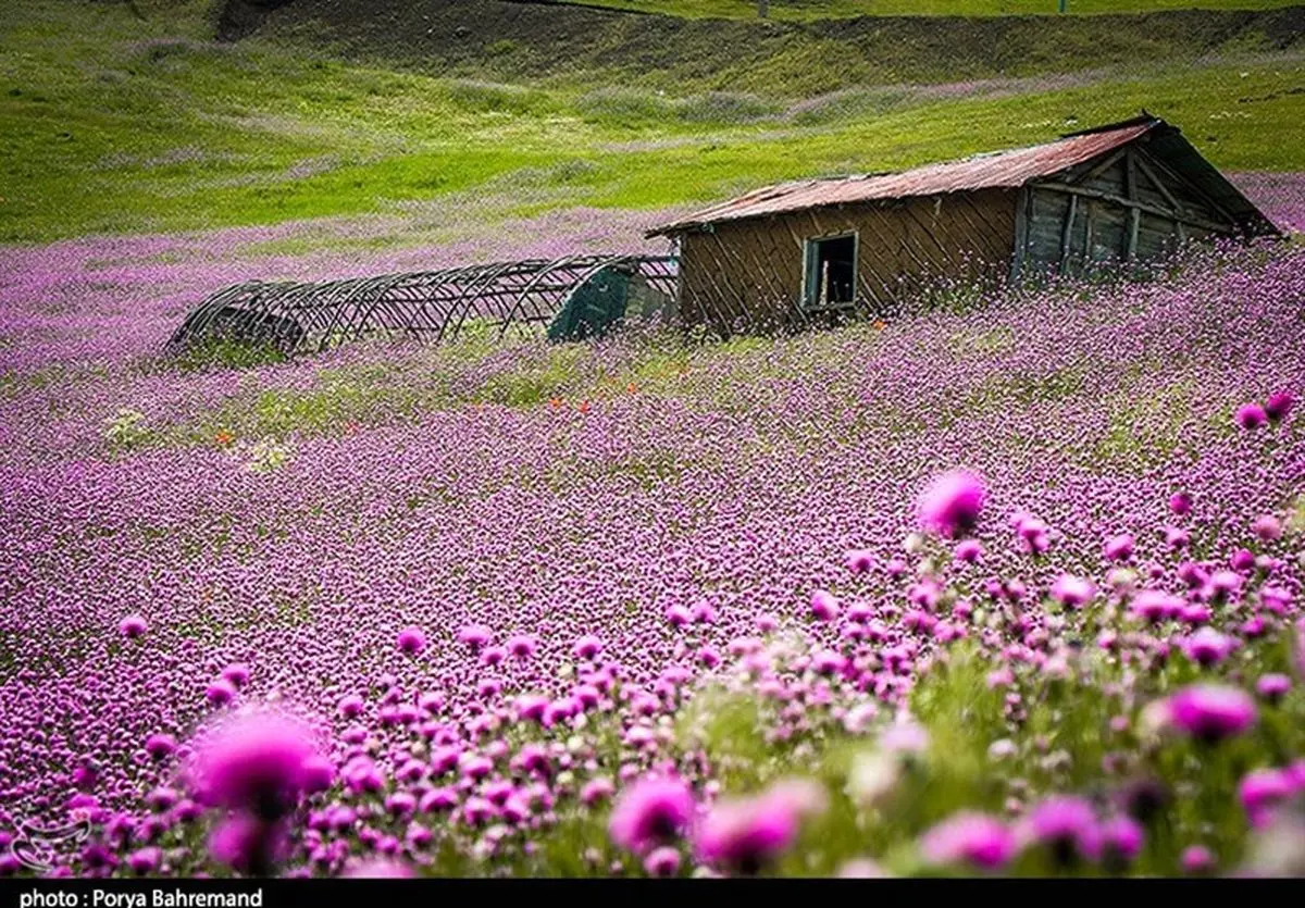 تصویری زیبا از دشت گل‌ها در جاده اسالم به خلخال