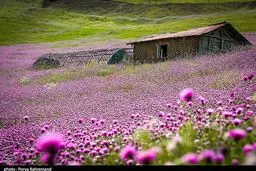 تصویری زیبا از دشت گل‌ها در جاده اسالم به خلخال