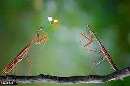 تصاویری عجیب و دیدنی از دنیای حیوانات