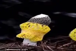 فیلمی زیبا از قارچ‌های لباس دار!