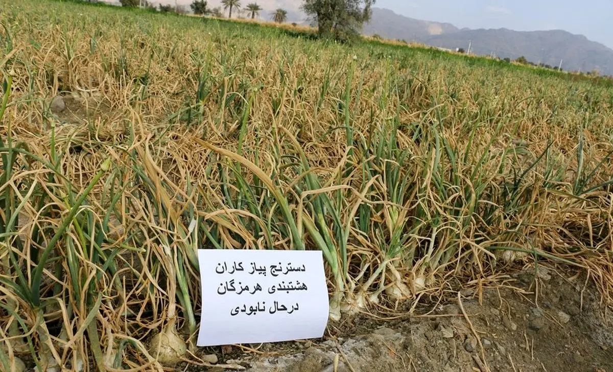 اینجا پیاز کیلویی ۶۰۰ تومان است!+عکس‌ها