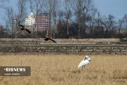 خروج درنای سفید سیبری از ایران+عکس‌ها