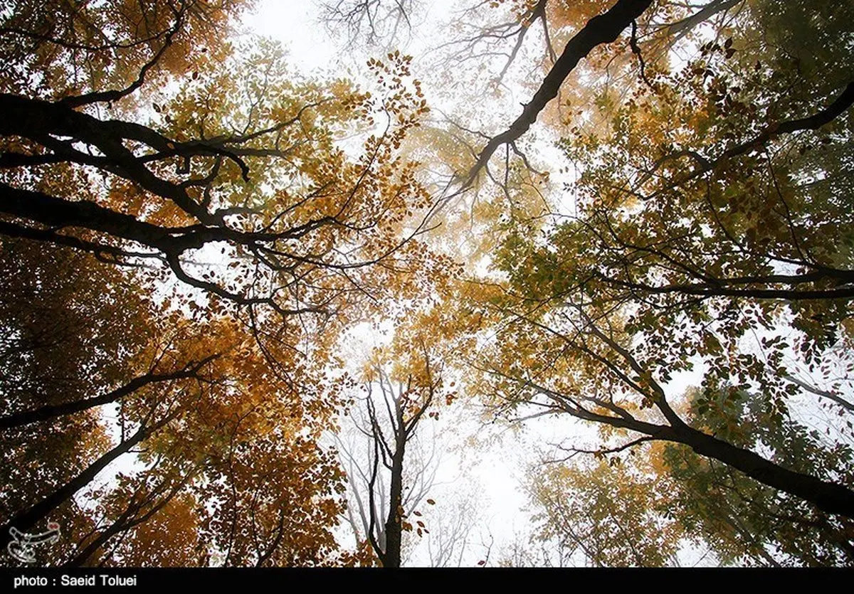 پاییز رویایی در جنگل های ایران را با این تصاویر تجربه کنید