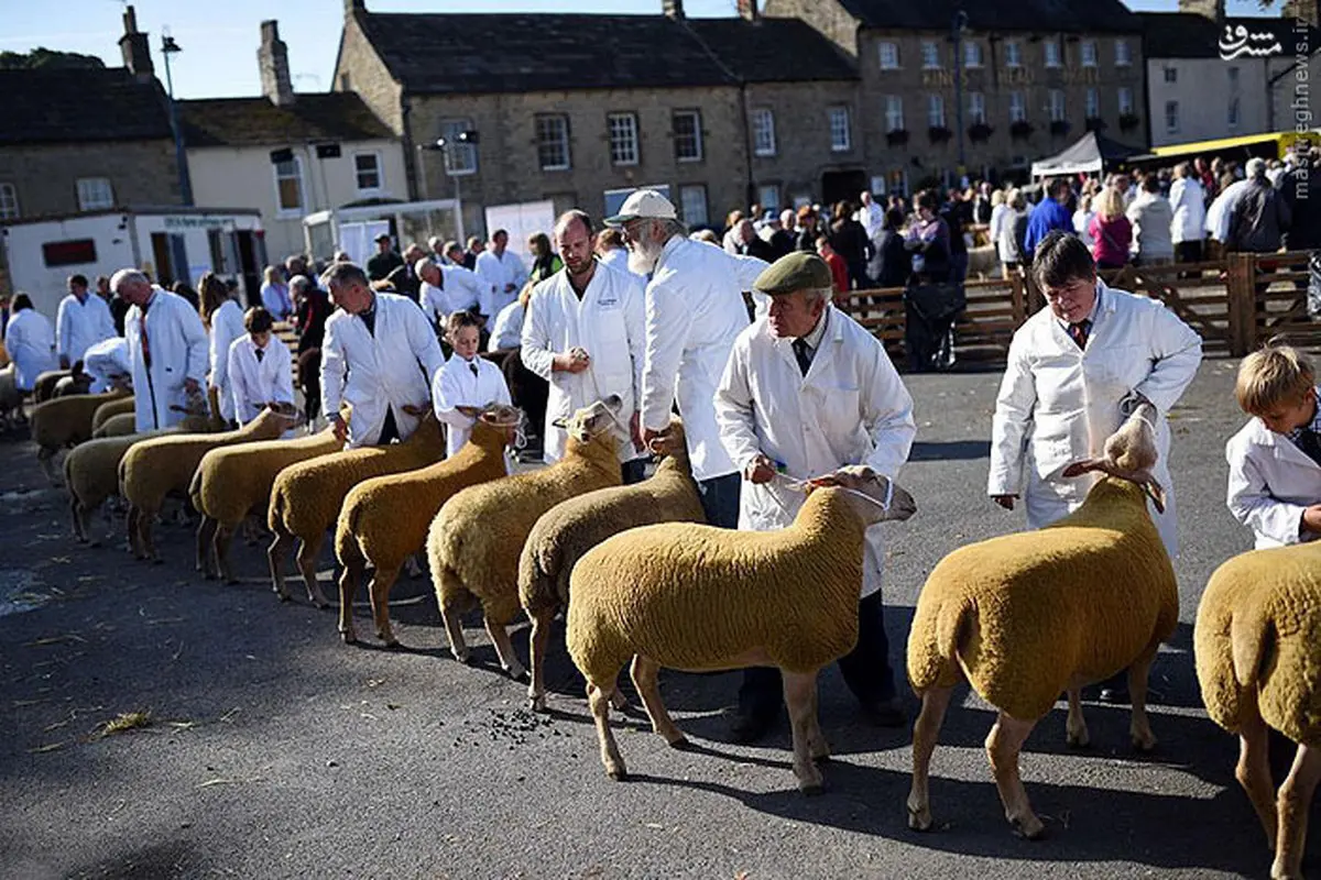 عکس/ گوسفند شایسته سال