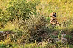 تصاویر دیدنی از کمدی طبیعی حیوانات در حیات وحش!