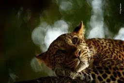 تصاویر دیدنی از برندگان مسابقه عکاسی حیات وحش سال‎