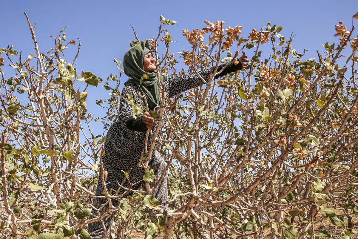 صحنه اي ديدني از مراحل برداشت پسته + عكس