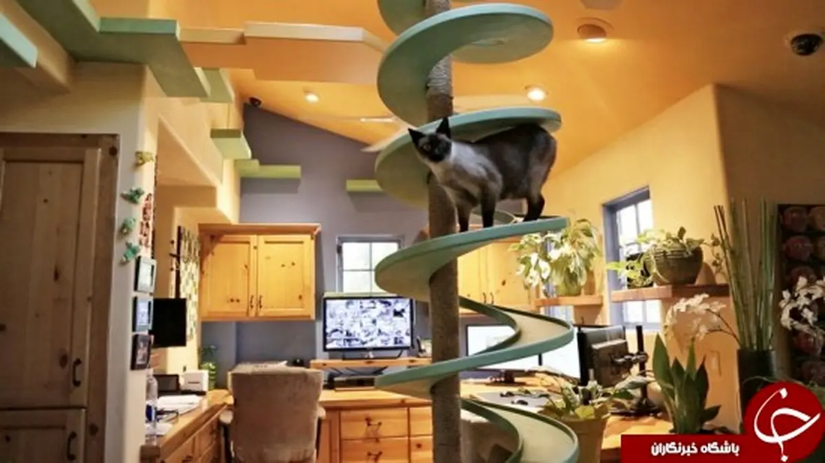 خانه ای که بهشت گربه هاست +عکس