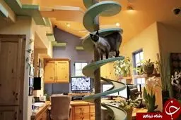 خانه ای که بهشت گربه هاست +عکس