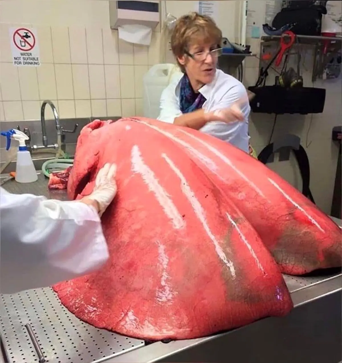 عکس عجیب از ریه‌ی اسب