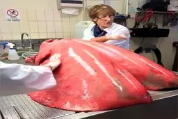 عکس عجیب از ریه‌ی اسب