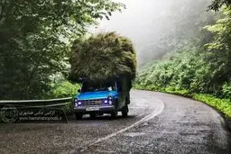 تصاویر | رویایی‌ترین جاده جنگلی کشور که نامش را زیاد می‌شنوید