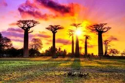 عجیب ترین درخت های دنیا وارونه اند / تصاویر