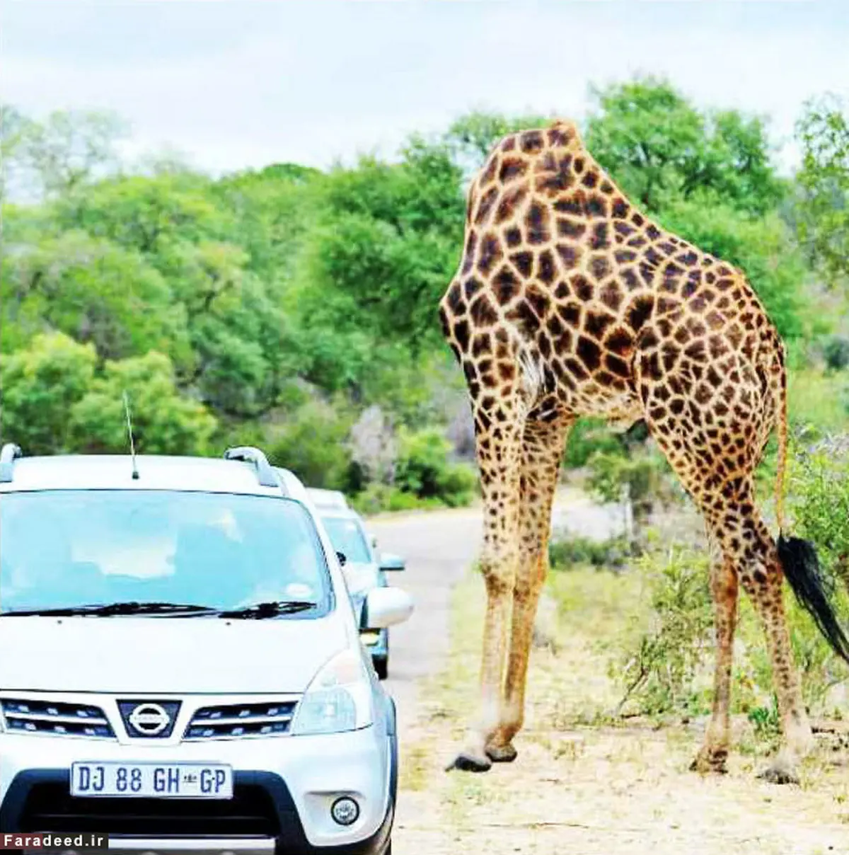 عکس/ زرافه بی‌سر!