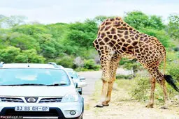 عکس/ زرافه بی‌سر!