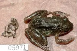 نخستین قورباغه‌ای که به جای تخم‌ریزی زایمان می‌کند!! + عکس