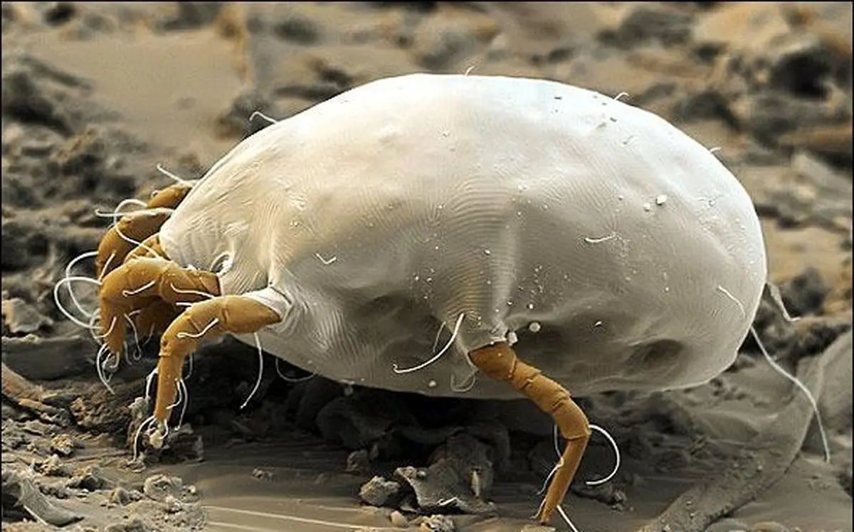 کرمی که زیستگاهش پوست های مردست/ عکس