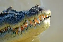 ماجرای هولناک پيدا شدن بقایای جسد پيرزن در شكم كروكوديل