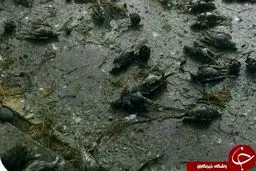 تصاویر تلخ از مرگ گنجشک‌ها در مازندران