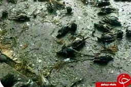 تصاویر تلخ از مرگ گنجشک‌ها در مازندران