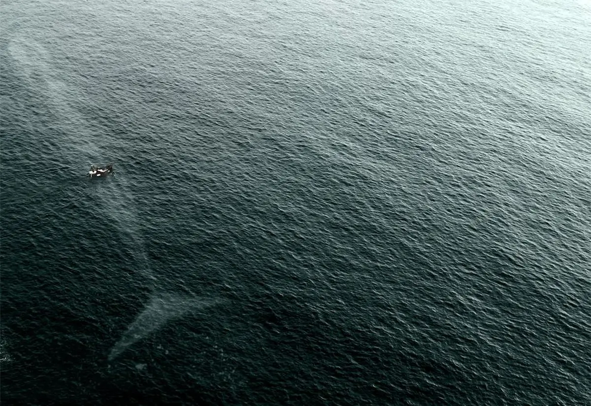 نفس‌گیرترین عکس دریایی سال 2015