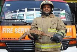 شکار بزمجه در خیابان کریمخان تهران/ عکس