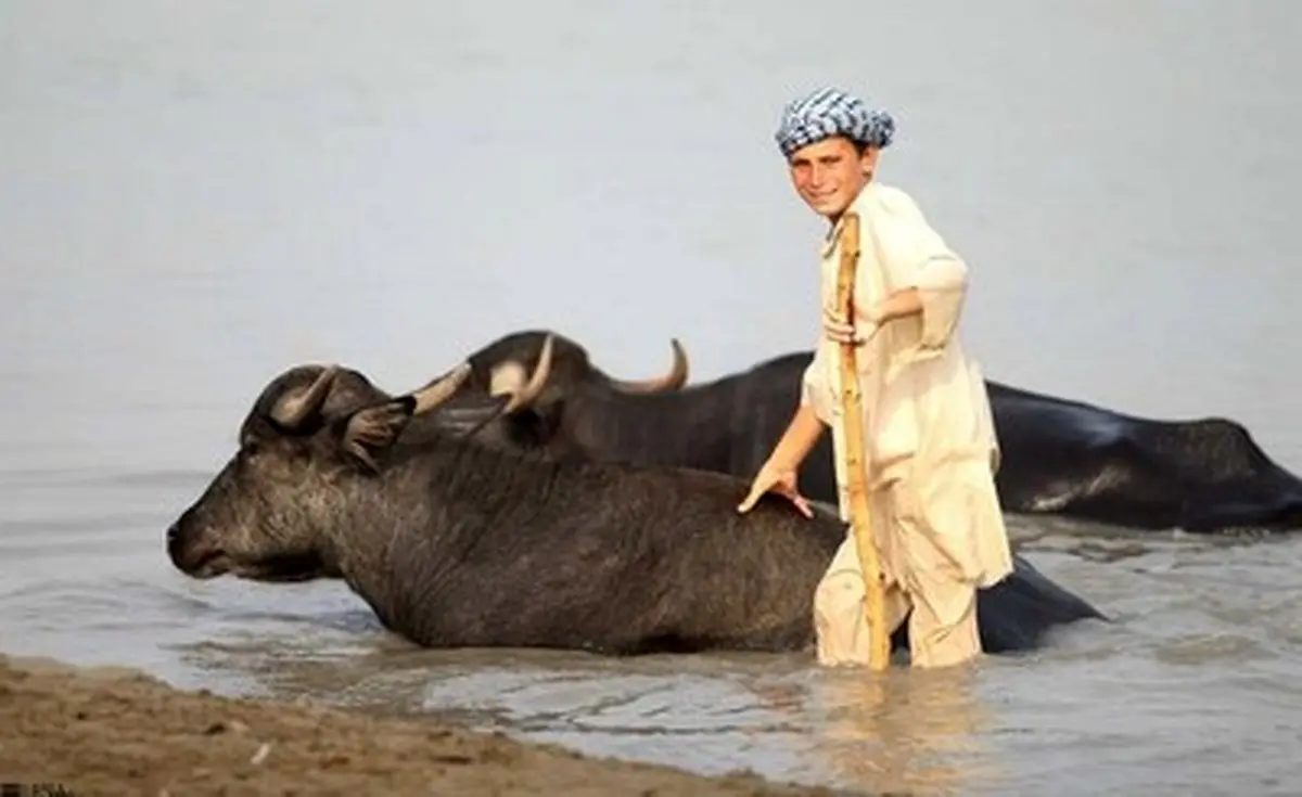 گاومیش آباد کجاست؟!/تصاویر