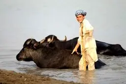 گاومیش آباد کجاست؟!/تصاویر