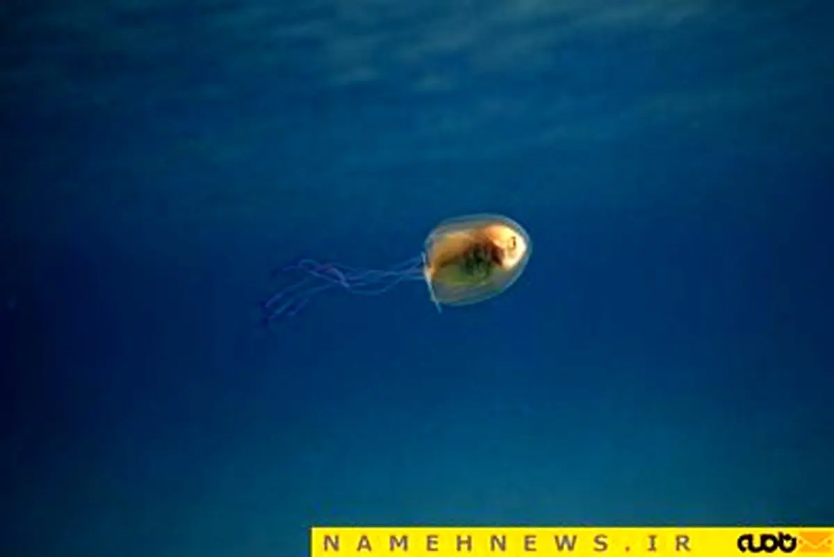 گیر کردن ماهی درون عروس دریایی!+عکس