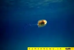 گیر کردن ماهی درون عروس دریایی!+عکس