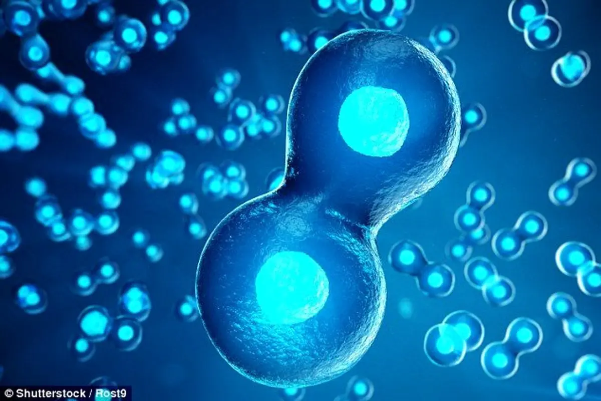 خلق جنین مصنوعی از سلول‌های بنیادی