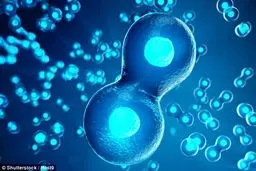 خلق جنین مصنوعی از سلول‌های بنیادی