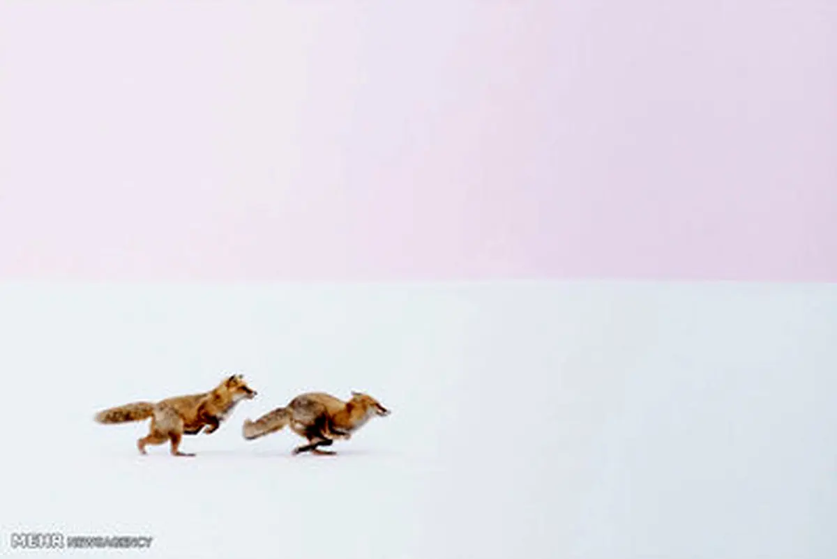 تصاویر برگزیده مسابقه عکاسی نشنال جئوگرافیک