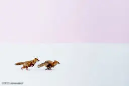 تصاویر برگزیده مسابقه عکاسی نشنال جئوگرافیک