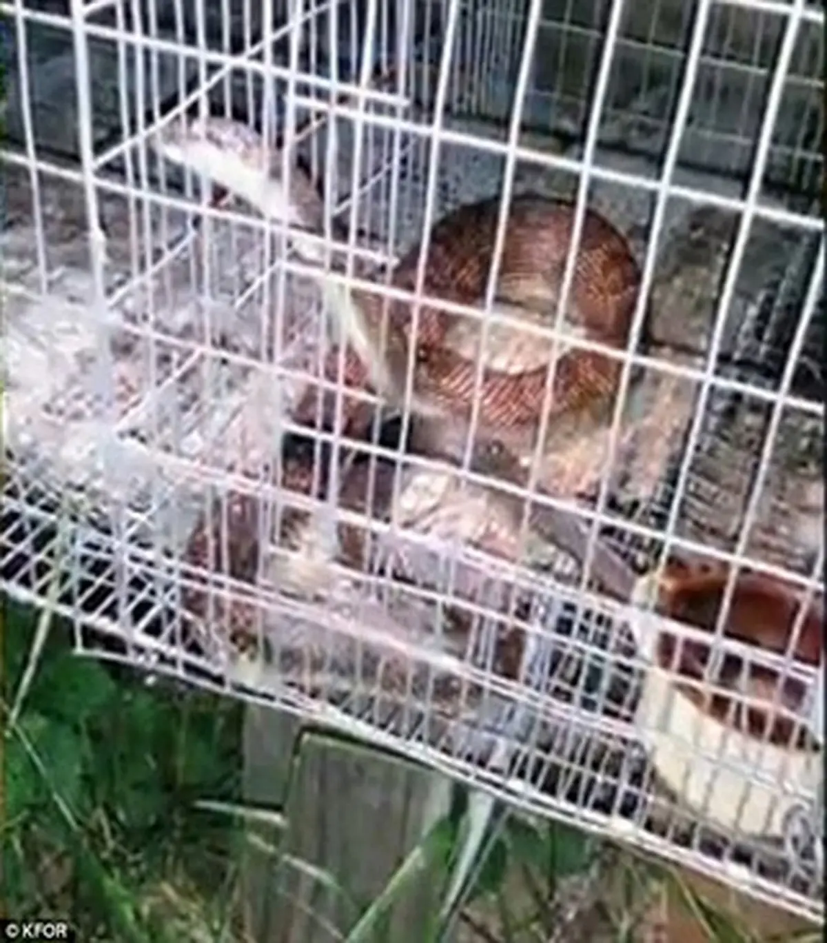 انتقام عجیب مرد کینه ای از یک مار (+عکس)