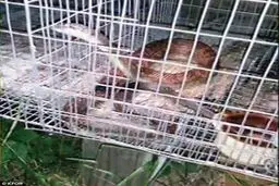 انتقام عجیب مرد کینه ای از یک مار (+عکس)