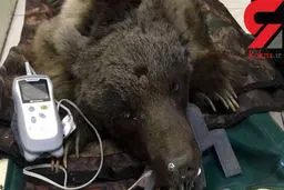 شلیک تیرخلاص به جمجمه خرس ایرانی در ماسال + عکس ها