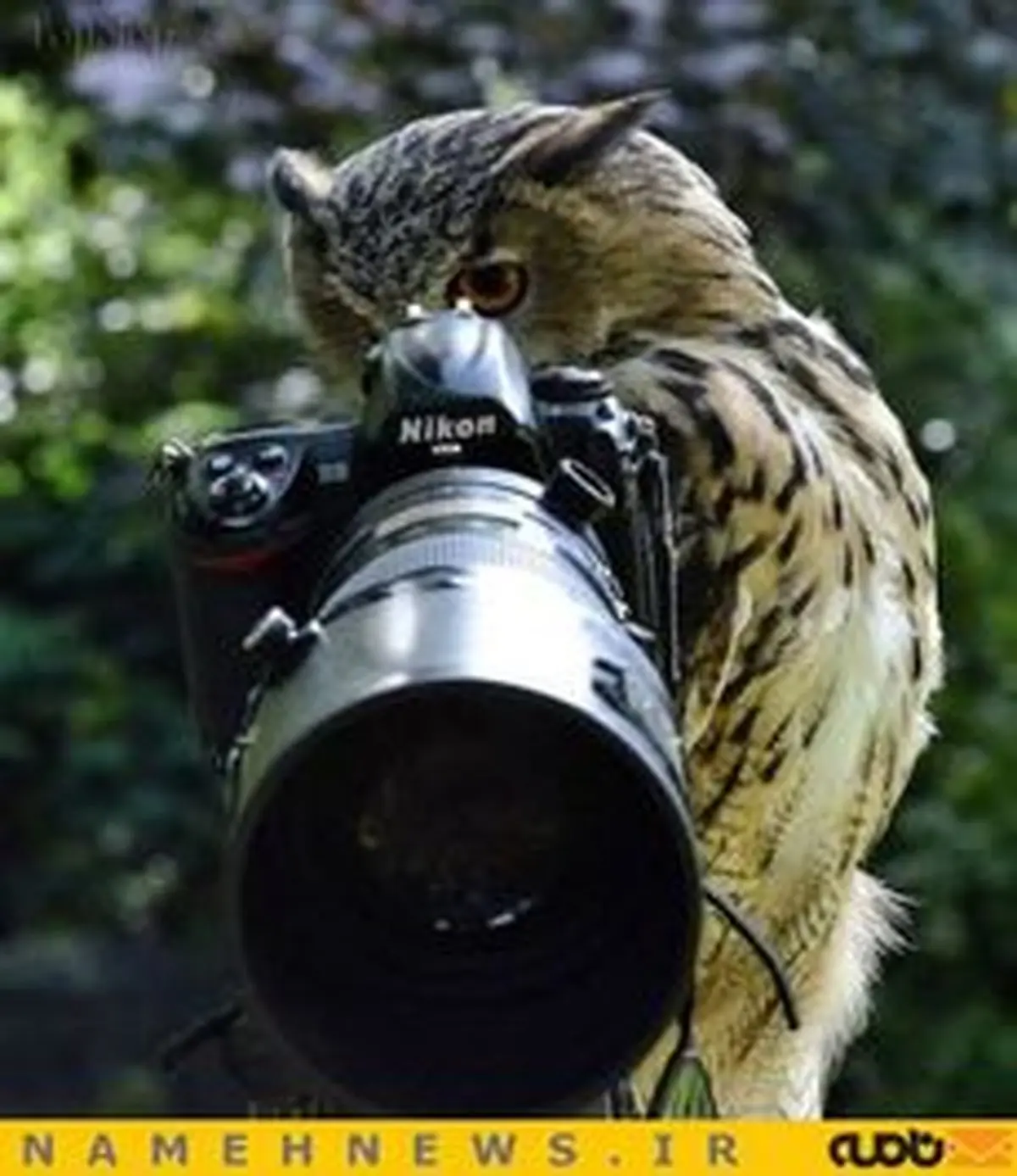 حیوانات فوضول در یک کادر + تصاویر