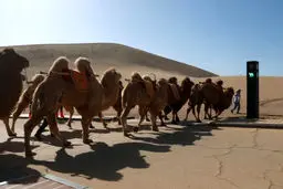 عکس غجیب از نصب چراغ راهنمای مخصوص عبور شتر‌ها