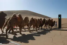 عکس غجیب از نصب چراغ راهنمای مخصوص عبور شتر‌ها