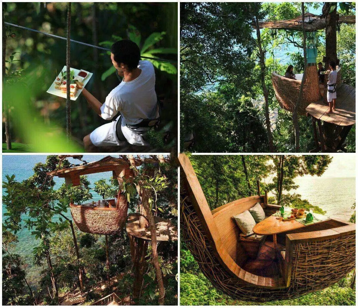 غذا خوردن در لانه پرندگان!!! / عکس