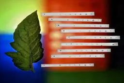 تشخیص بیماری گیاهان با موبایل!