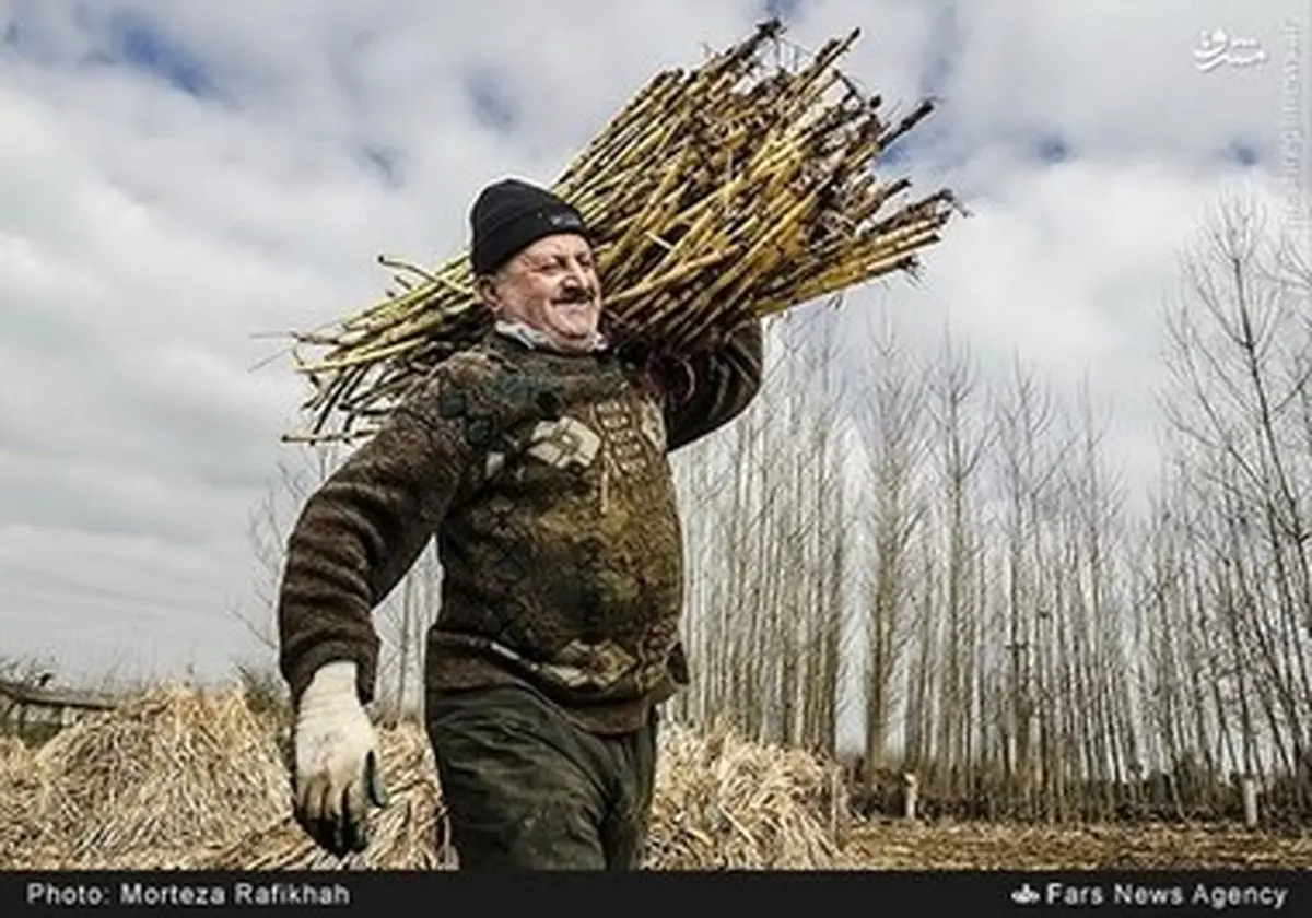 کارگاه سنتی پخت نیشکر در شهرستان صومعه سرا/گزارش تصویری